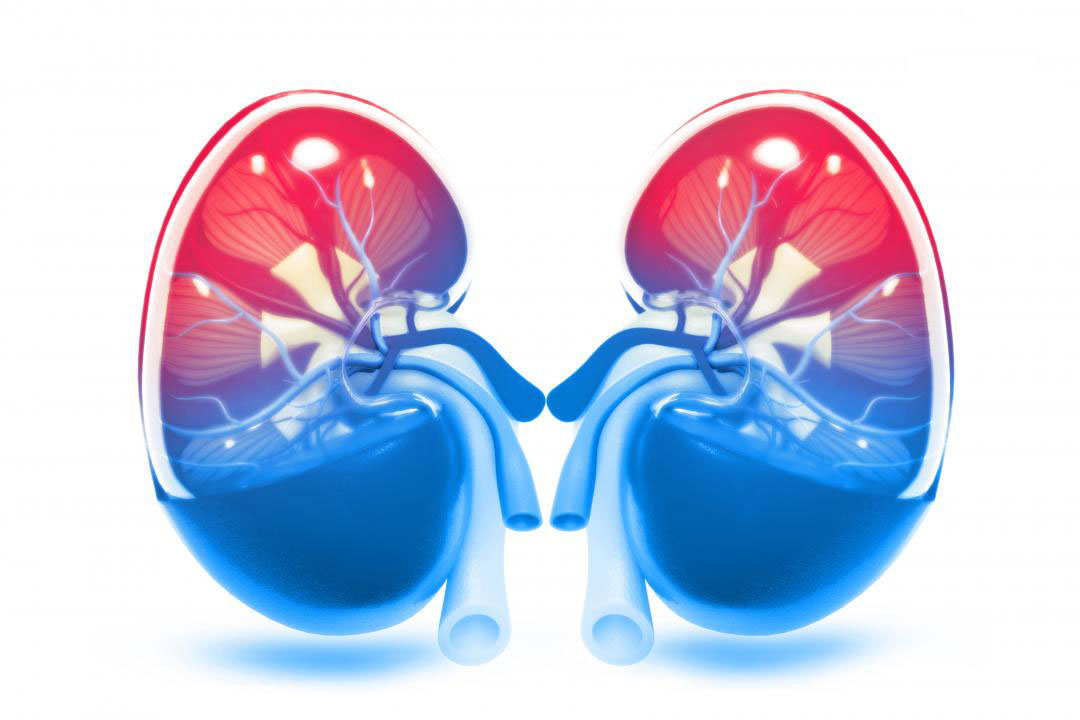 cach-uong-nuoc-de-than-khoe Để gan và thận khỏe mạnh cần uống nước theo cách này