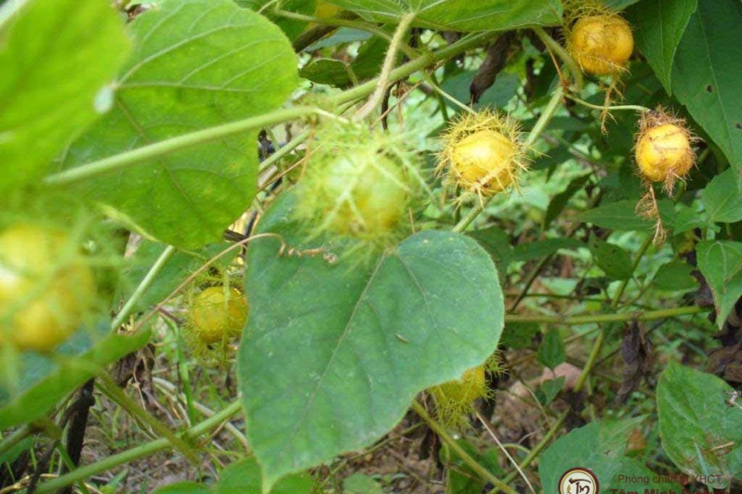 tra-lac-tien Trà lạc tiên