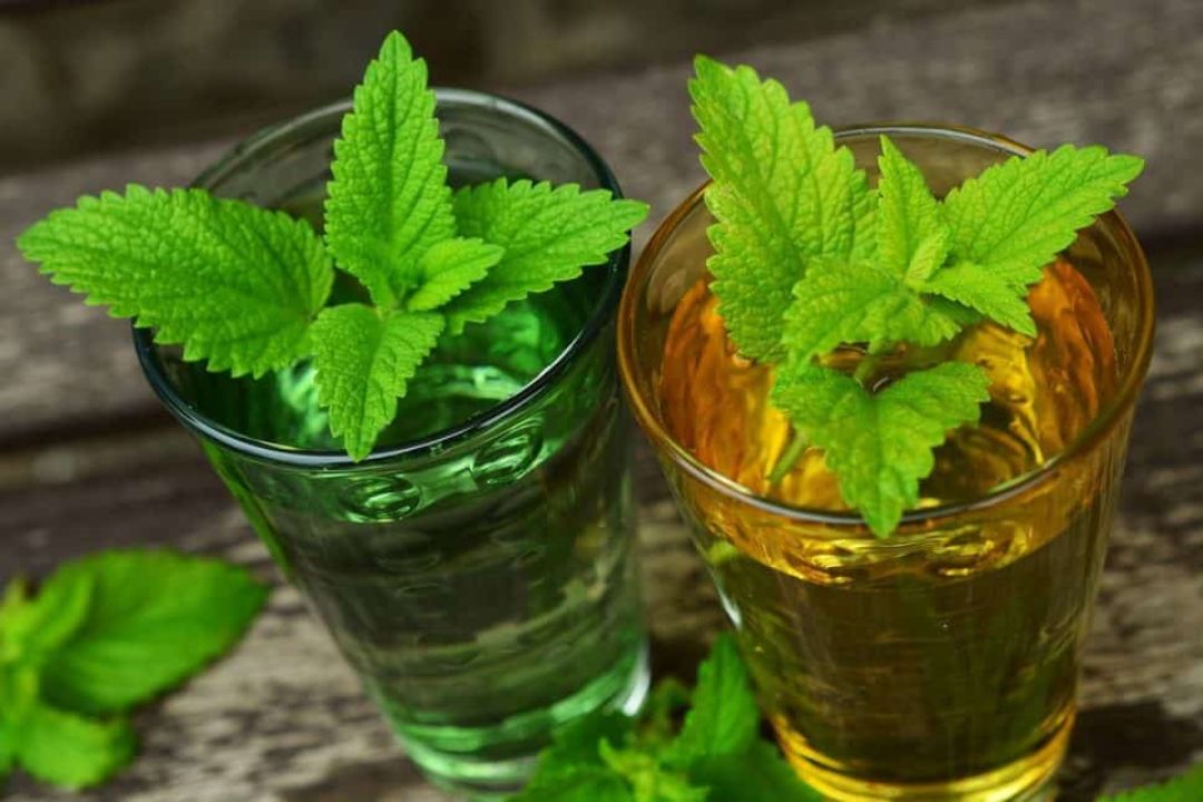 tra-tia-to-dat Trà tía tô đất